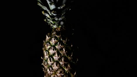 sweet comosus pineapple ananas turning on a black background-1