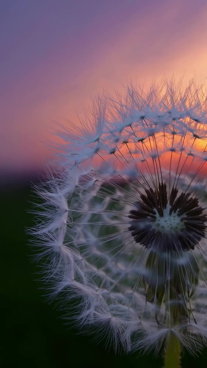 Close-up of a Dandelion Seed Head Swaying at Sunset