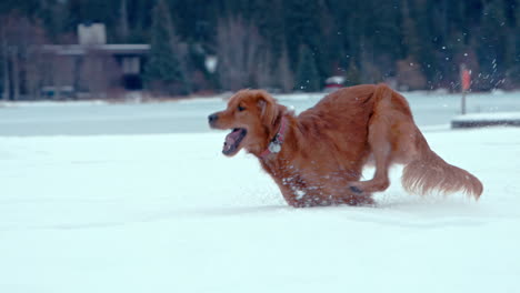 Golden-Retriever-happily-running-through-snow-covered-park