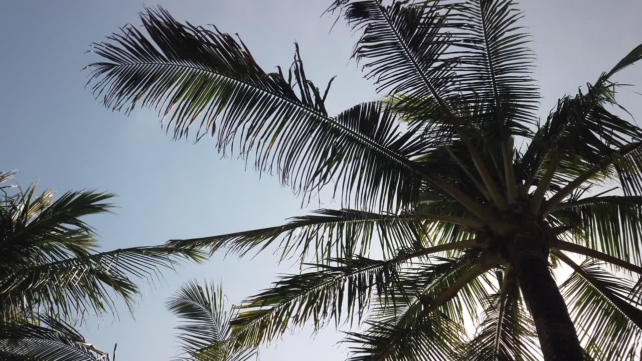 hojas de cocotero revoloteando en el viento, fondo de vacaciones tropicales