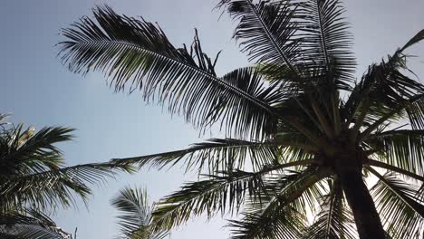 Hojas-De-Cocotero-Revoloteando-En-El-Viento,-Fondo-De-Vacaciones-Tropicales