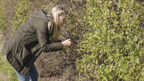 woman picking berries from a hawthorn bush