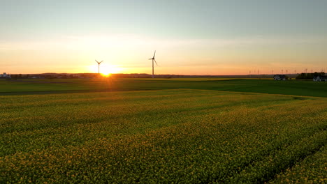 aerial vast expanse of a rapeseed field with wind turbines scattered across the landscape