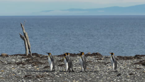 una fila de pingüinos cruza una costa rocosa