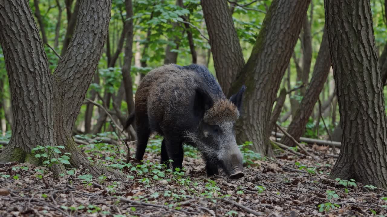 A wild boar forages in a dense forest, captured at eye level