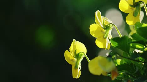 Flores-De-Viola-En-Video,-Balanceándose-Suavemente-En-El-Cálido-Abrazo-Del-Otoño.