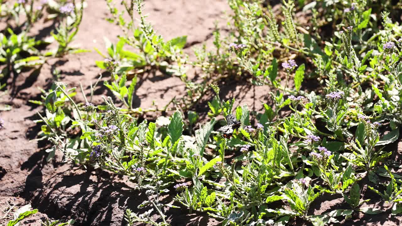 la mariposa revolotea sobre las plantas a la luz del sol.