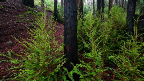 dolly towards burnt tree surrounded by young saplings