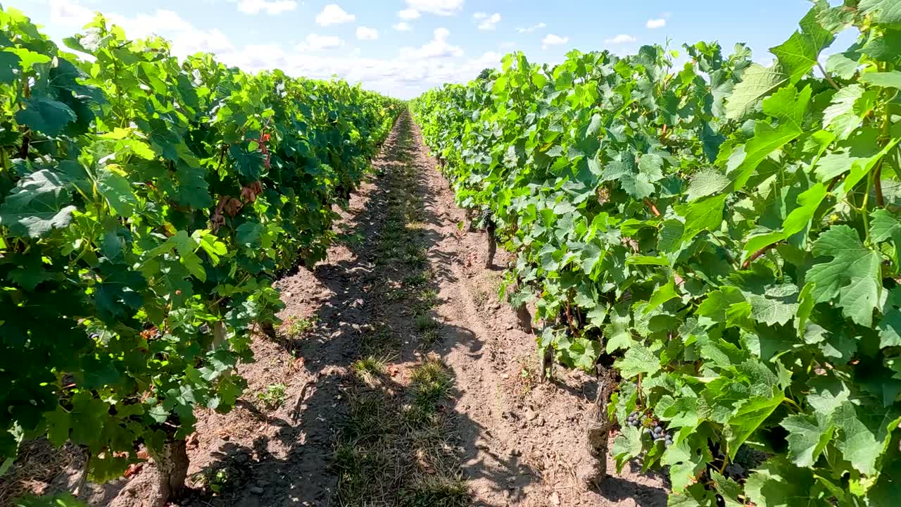 vides exuberantes en un viñedo bajo un cielo despejado