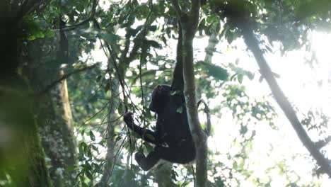 Young-Chimpanzee-Eating-Leaves-While-Hanging-On-A-Tree-Branch-In-Uganda