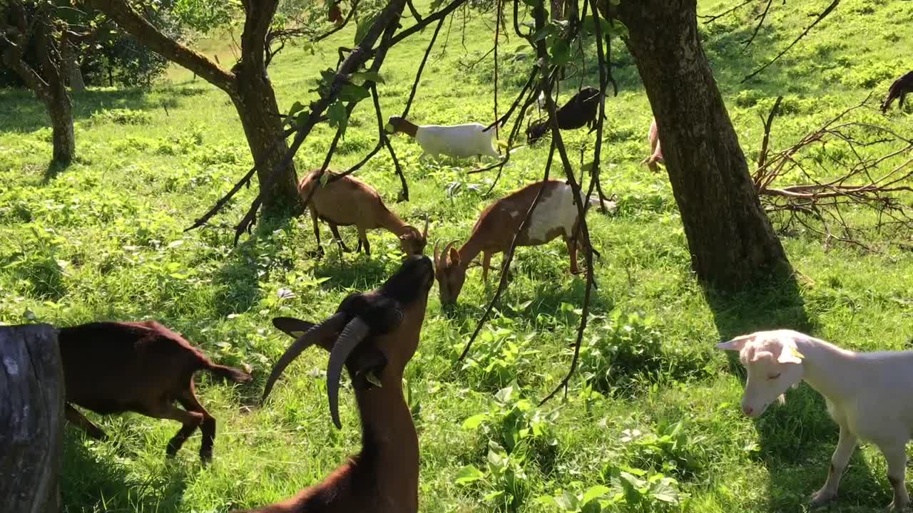 푸른 목장에서 풀을 뜯어먹는 염소