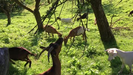 goats eating grass on a green pasture