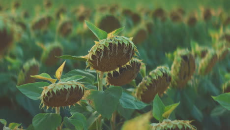 dried sunflowers in a field