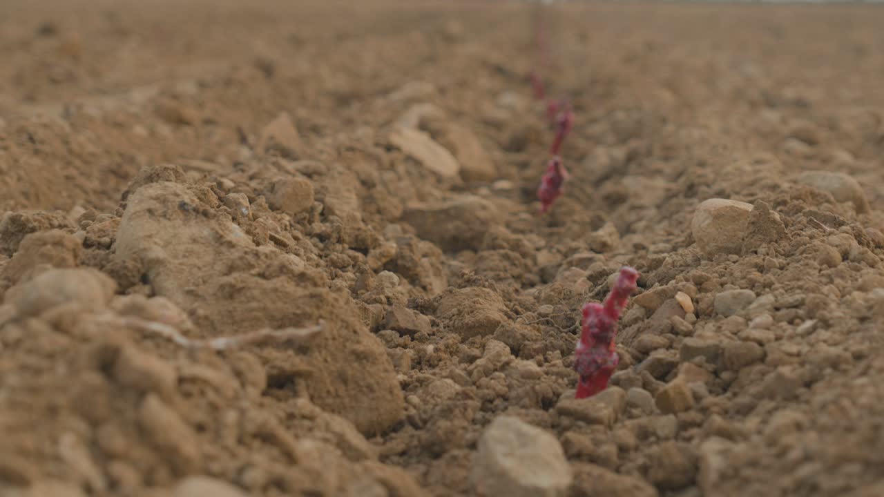 slowmotion shot of juvenile grape vines planted in the dirt at a vineyard in France