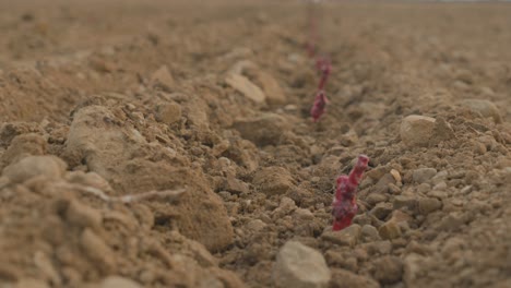 slowmotion shot of juvenile grape vines planted in the dirt at a vineyard in france