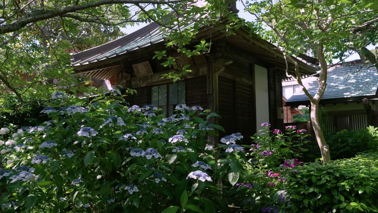 Stunning traditional wooden shrine building with colorful hydrangea
