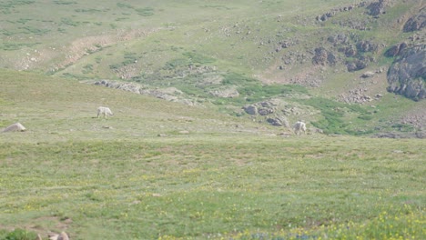 Cabras-Montesas-Caminando-En-La-Tundra-|-Monte-Bierstadt,-Colorado