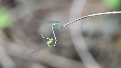 Dragonfly-Mating-UHD-MP4-4k-Video