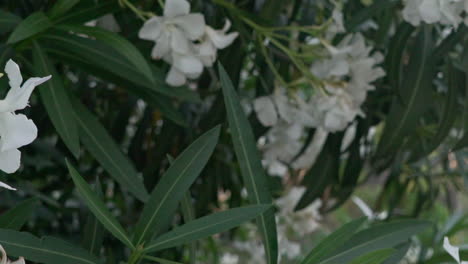 Close-up-blurry-shot-of-white-cerium-oleander-tree