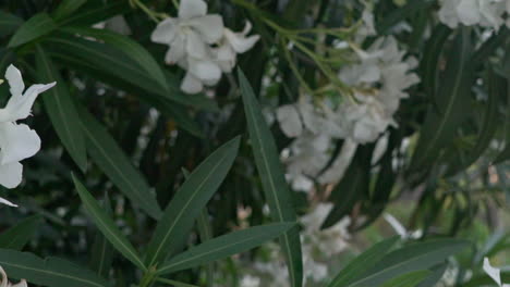 primer plano borroso del árbol de adelfa de cerio blanco