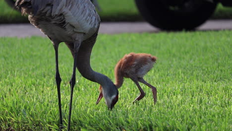 Madre-Grulla-Canadiense-Alimentando-A-Bebé-Grulla-Canadiense