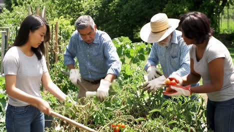 a collaborative effort in gardening: four individuals actively harvesting ripened tomatoes and tending to plants in a vibrant community garden