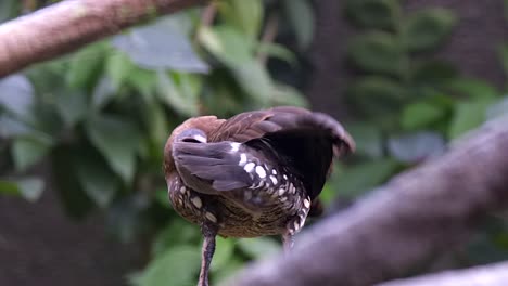 una percha de pato silbante manchada en la rama de un árbol y acicalándose - toma de primer plano