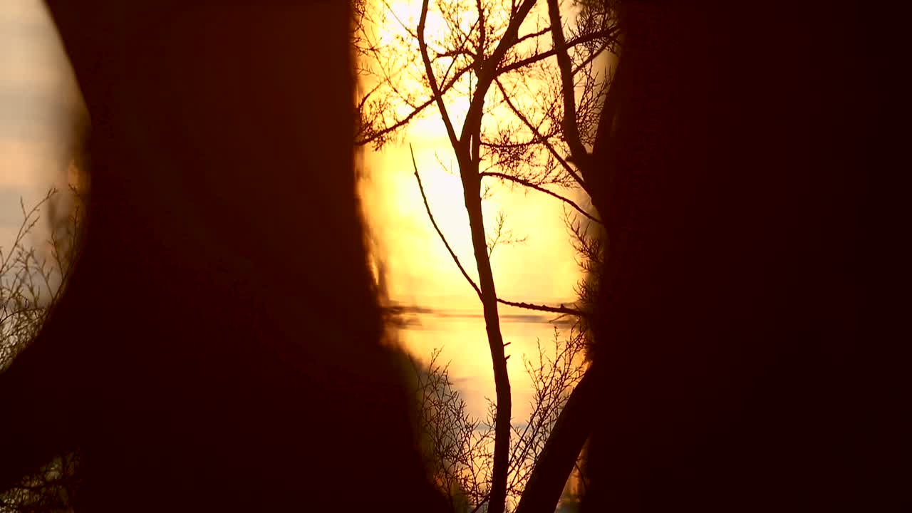 포르투갈 숲 에서 해가 뜨면서 식물 을 가로질러 다채로운  ⁇ 빛 이  ⁇ 아오르는 아기 나무 의 가까운 모습