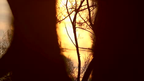 close up de un árbol bebé y coloridas llamaradas solares a través de la vegetación al amanecer en el bosque de portugal