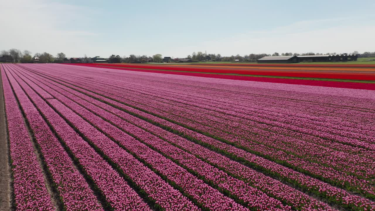 hileras de tulipanes coloridos en un gran campo