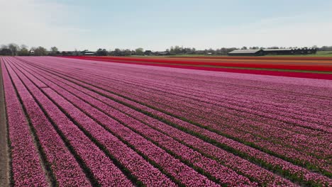 Jib-up-of-rows-of-colorful-tulips-in-a-large-field
