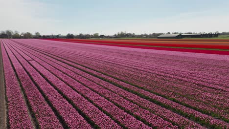 hileras de tulipanes coloridos en un gran campo