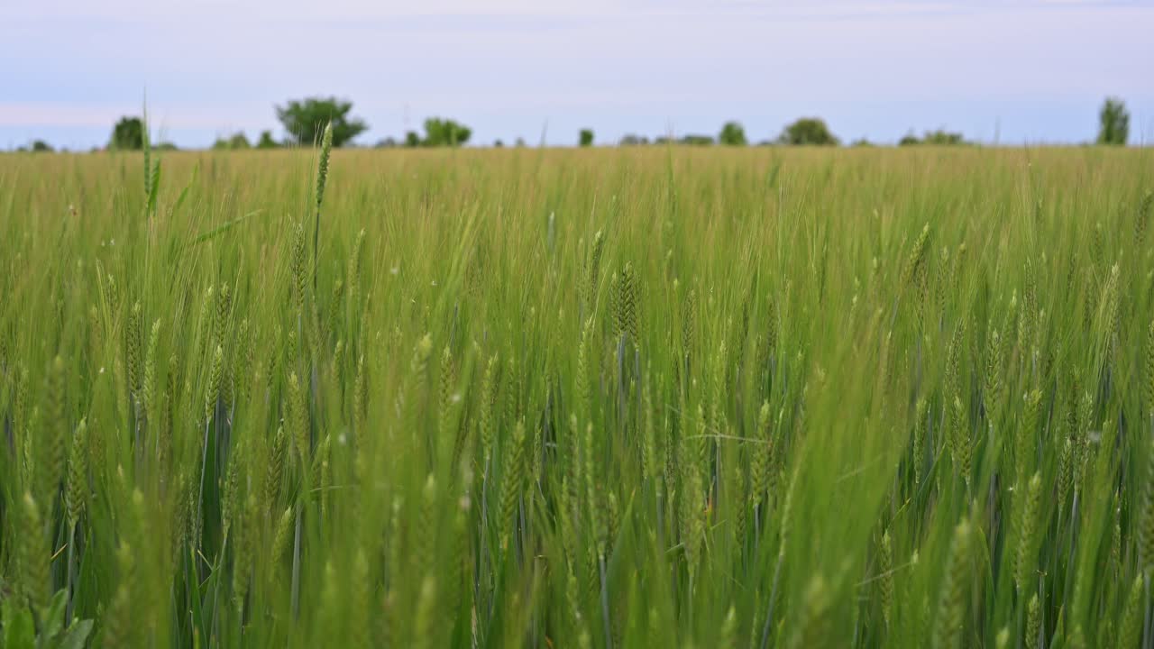 A lush green wheat field stretches to the horizon under a soft blue sky. The tall, young wheat stalks sway gently in the breeze, suggesting the early stages of the growing season.