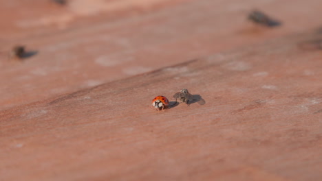 macro closeup of a ladybug and a fly