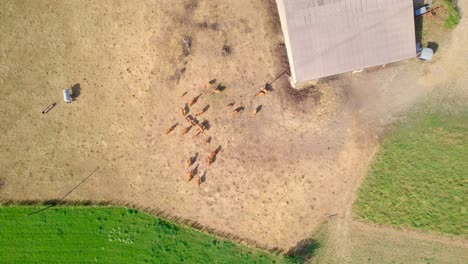 vista superior de una escena de granja de campo ganado con ganado y vacas