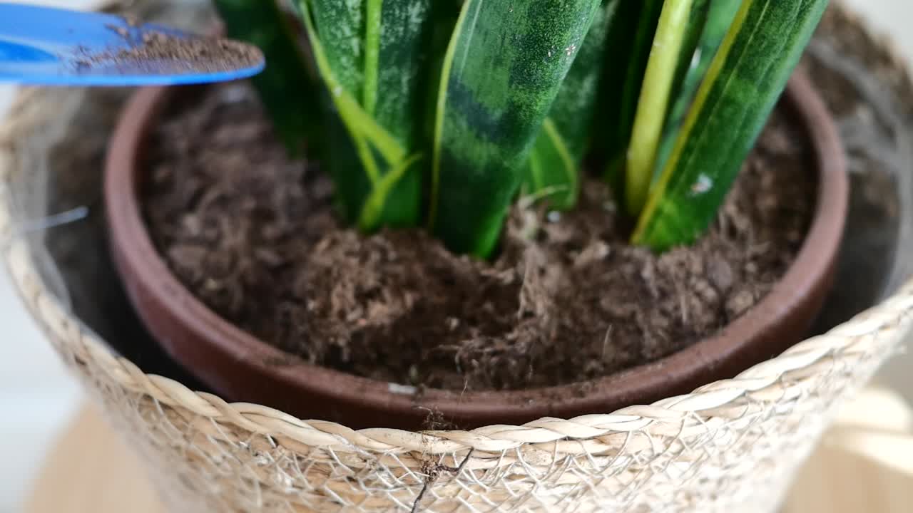 Repotting a Sansevieria Trifasciata Houseplant