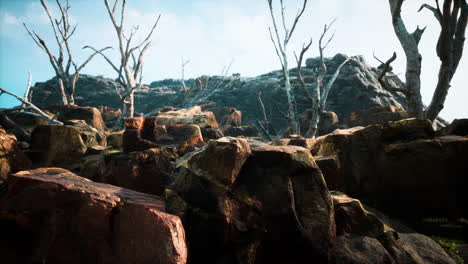 lava stone field with dead trees and plants