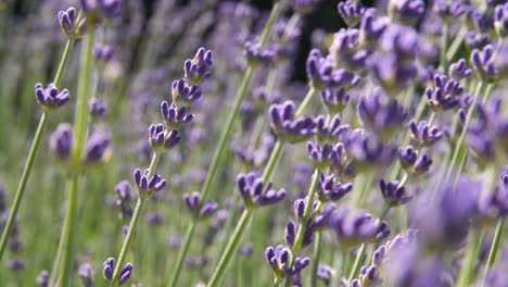 macro shot of lavender plant moving slightly in the wind