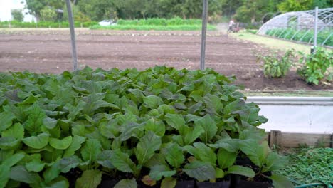 vegetable plants sit next to a new garden