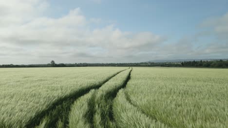 campo de trigo con marcas de tractor en un día de brisa en el campo