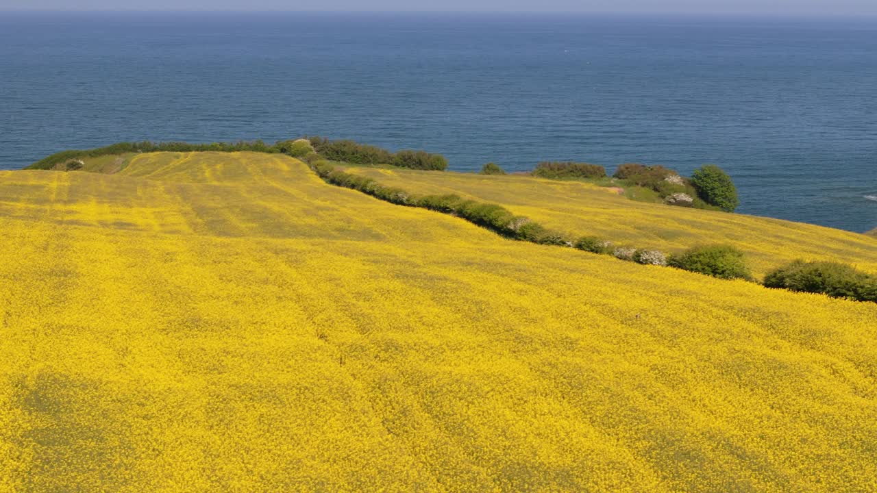 A stunning view of rapeseed fields in full bloom near Cloughton, UK. The drone captures the yellow crops next to the coast