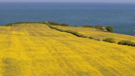 a stunning view of rapeseed fields in full bloom near cloughton, uk. the drone captures the yellow crops next to the coast
