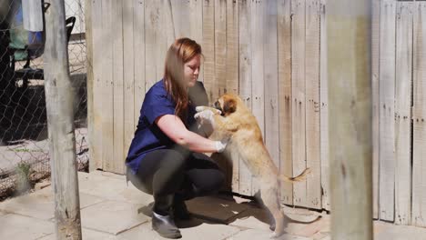 Dog-in-a-shelter-with-volunteer