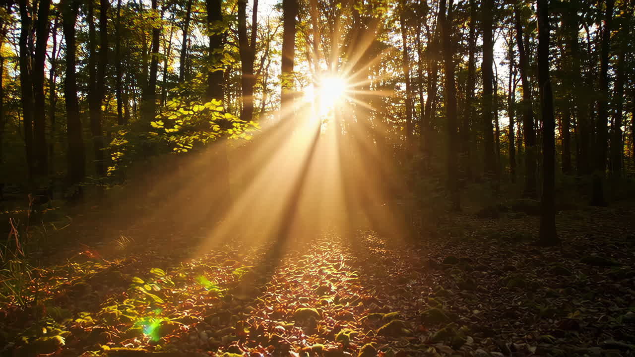 la luz del sol filtrándose a través del bosque