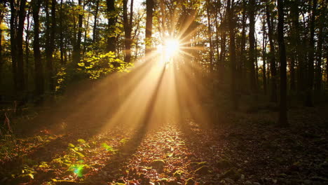 la luz del sol filtrándose a través del bosque