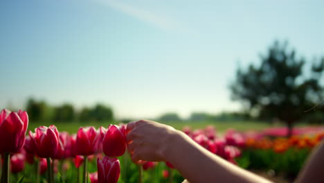 la primavera con el campo de flores de primavera. la mano de la mujer tocando el tulipán en el jardín.