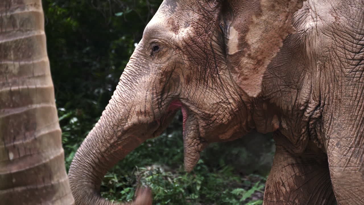 elefante asiático arrugado poniendo comida en su boca con tronco en la jungla