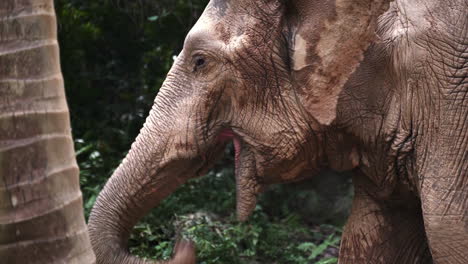 Wrinkled-asian-elephant-putting-food-in-its-mouth-with-trunk-in-jungle