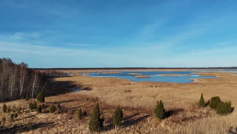 wooden bords trail through the kaniera lake reeds aerial spring shot lapmezciems, latvia