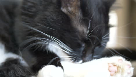 cerca de un gato lindo negro lavando y lamendo las patas con la lengua en el interior de la casa